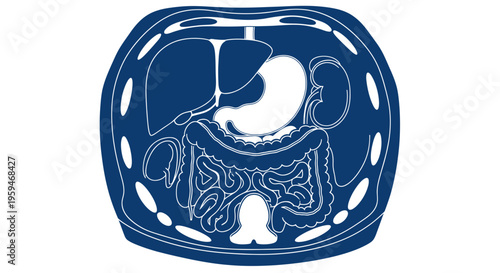 Human Abdomen Anatomy Cross Section, Internal Organs Illustration - Blue and White
