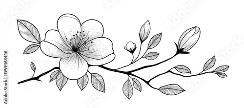 Beautiful flower with leaves on a branch, vector line art drawing for a coloring book on an isolated white background