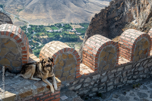 Dog resting on Alinja Castle historical wall in Nakhchivan, Azerbaijan
