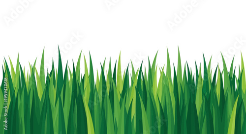 Green Grass Border Isolated on White Background - Fresh Spring Lawn Illustration