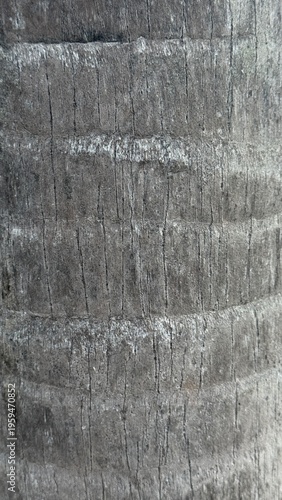 Full frame macro of tropical palm bark emphasizing distinct horizontal growth rings and fine vertical grain.
