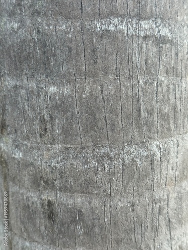 Macro close-up of weathered grey palm tree bark featuring natural horizontal rings and vertical grain texture in outdoor daylight.