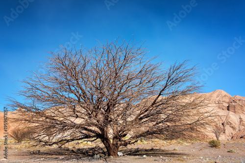 Dead tree standing in vast Atacama Desert in Chile