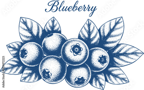 Blueberry cluster drawing with decorative leaves and text for healthy snack brand identity and gourmet cooking book decoration