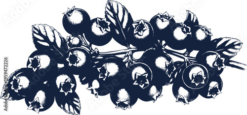 Huckleberry twig engraving with dark silhouette style for woodland themed graphic design and herbal medicine product packaging