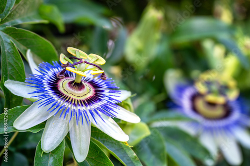 Passion Flower Closeup in Baku Azerbaijan