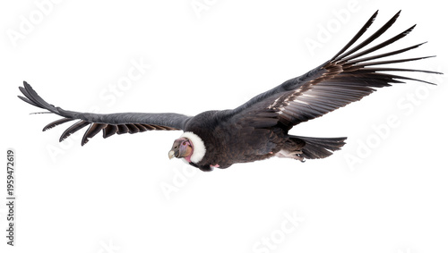 Photos Andean condor flying with outstretched wings, large bird of prey soaring gracefu
