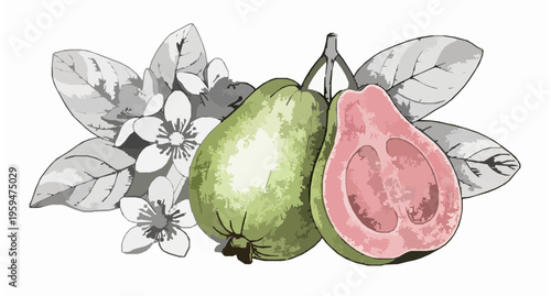 Guava Fruit Sketch with Flowers and Leaves Hand Drawn Vintage Vector Illustration
