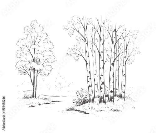 Of birch trees and deciduous tree by a body of water nature landscape