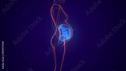 Baby embryo anatomy. 3d illustrations