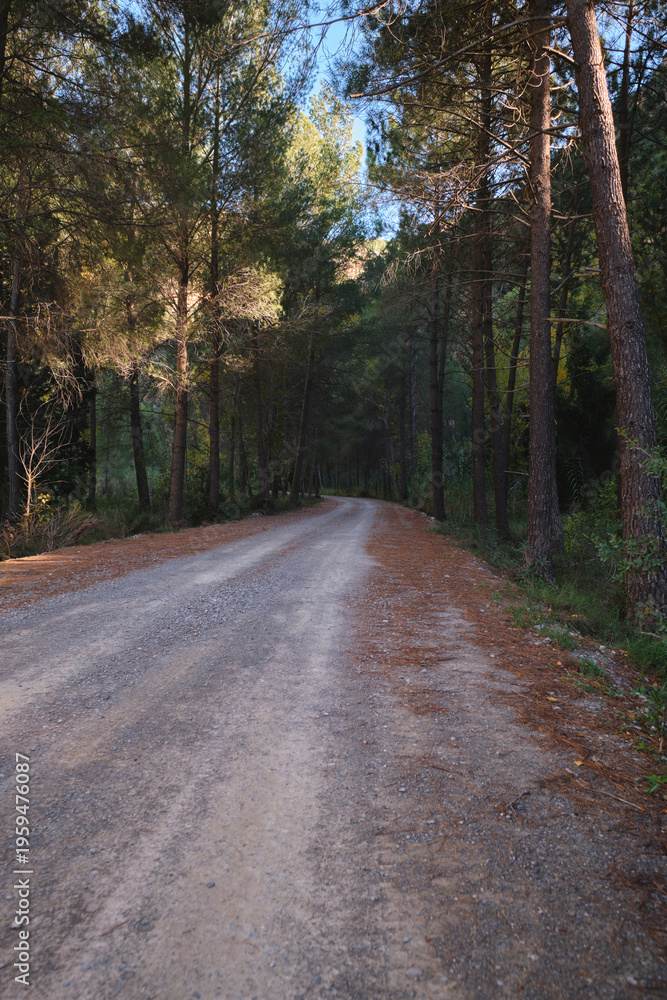Fototapeta premium dirt road in the forest