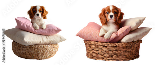 Two adorable cavalier king charles spaniels resting wicker baskets with colorful pillows isolated on a white or transparent background