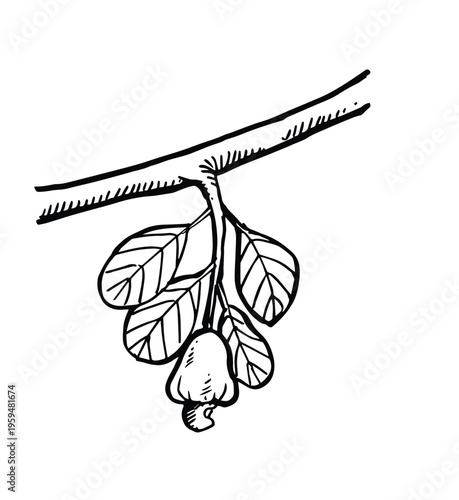 cashew fruit leaves and branch hand drawn sketch