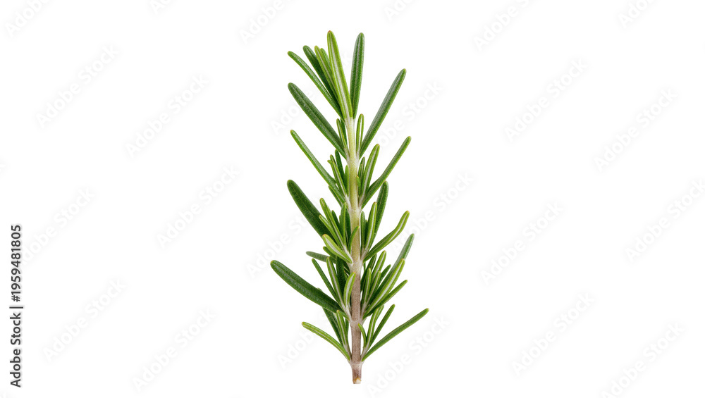 Fototapeta premium Fresh green rosemary sprig a vibrant aromatic herb for culinary and cooking recipes