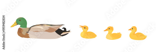 Cartoon cute Duck family. Duck and little yellow duckling set isolated on white background. Vector hand drawn farm birds illustration. Poultry clip art.