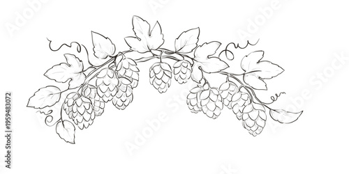 Design element for label - hop branch. Graphic vector illustration, sketch with hop leaves and cones in lines, author's hand drawing.