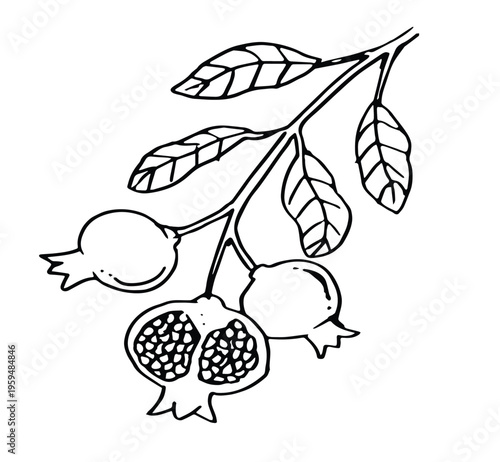 Branch with leaves and juicy pomegranate fruits. Framed botanical black and white illustration, hand drawn in graphic style.