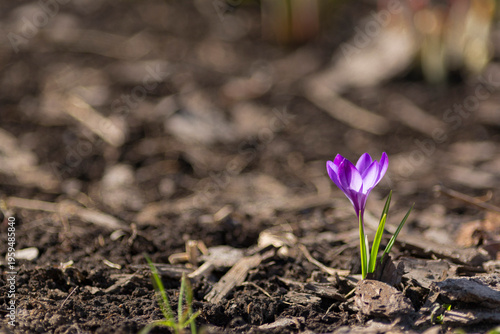 A lone purple crocus reaches for the sun against the dark ground. Backlit.