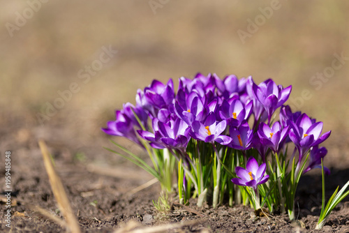 A cluster of purple crocuses blooms on a sunny spring day