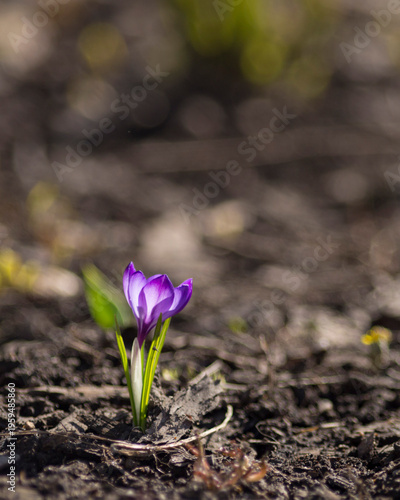 A lone purple crocus reaches for the sun against the dark ground. Backlit.