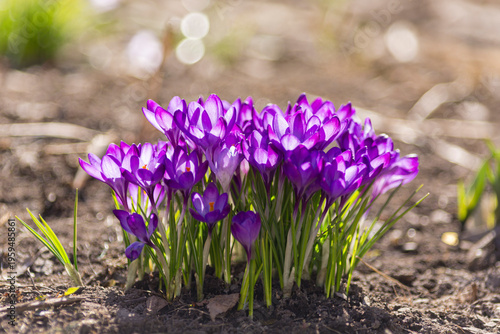 A cluster of purple crocuses blooms on a sunny spring day. Backlit.