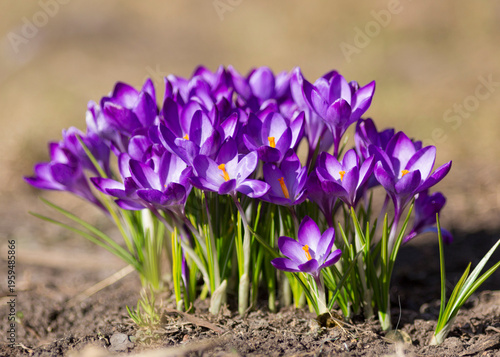 A cluster of purple crocuses blooms on a sunny spring day