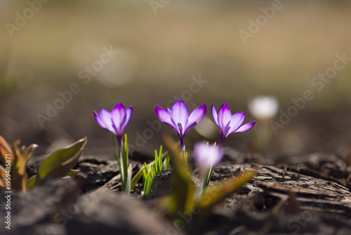 Three purple crocuses bloom on a sunny spring day against a backdrop of dark soil. Backlighting.
