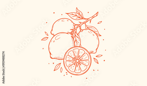 Orange fruit botanical sketch, citrus tree background, organic food illustration, fresh orange wallpaper, hand drawn fruit sketches, tropical citrus design, vitamin c fruit illustration
