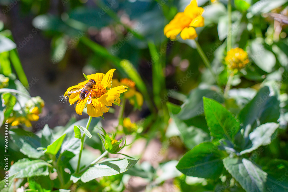 Fototapeta premium A honeybee collects pollen from a bright yellow wildflower in a summer garden. nature detail, insect life, pollination.
