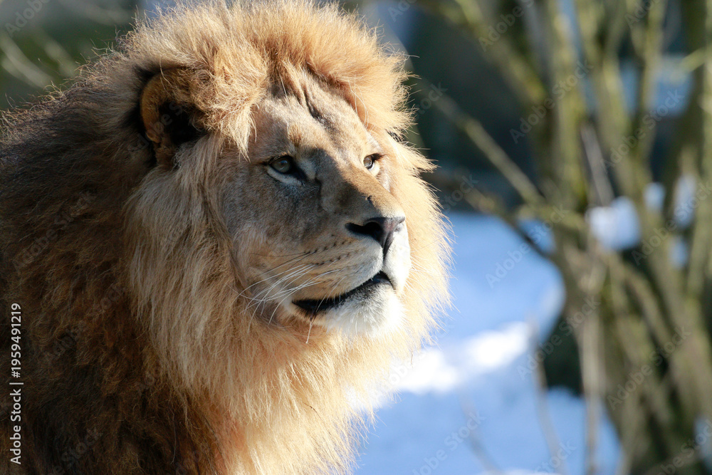 Fototapeta premium Löwe (Panthera leo) Portrait