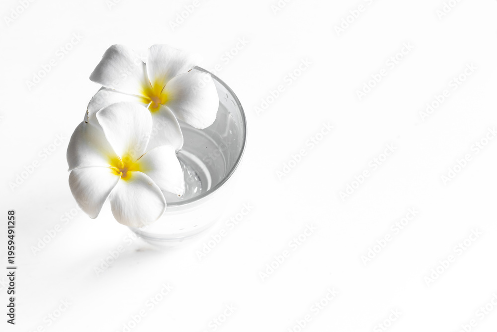 Obraz premium White plumeria frangipani flowers in glass of water. Wellness treatment, relax and massage concept.