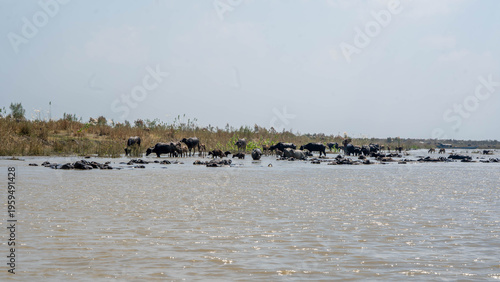 Foto Water buffalo herd cooling in the shallow waters and mud of the mesopotamian mar