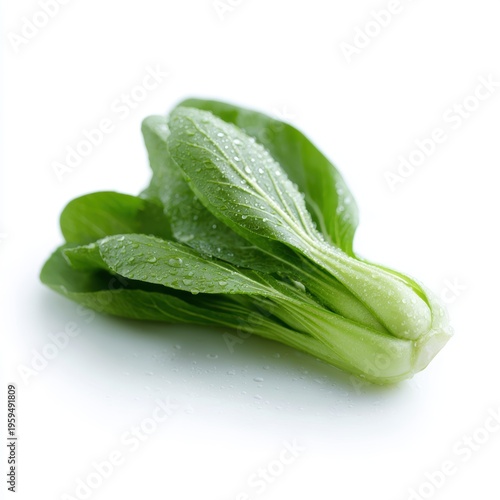 Isolated fresh bok choy vegetable with water droplets healthy cooking ingredient