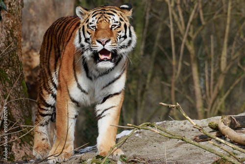 Bild auf Leinwand Tiger (Panthera tigris) in Landschaft