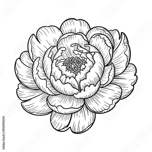 Black and white of human brain with detailed folds