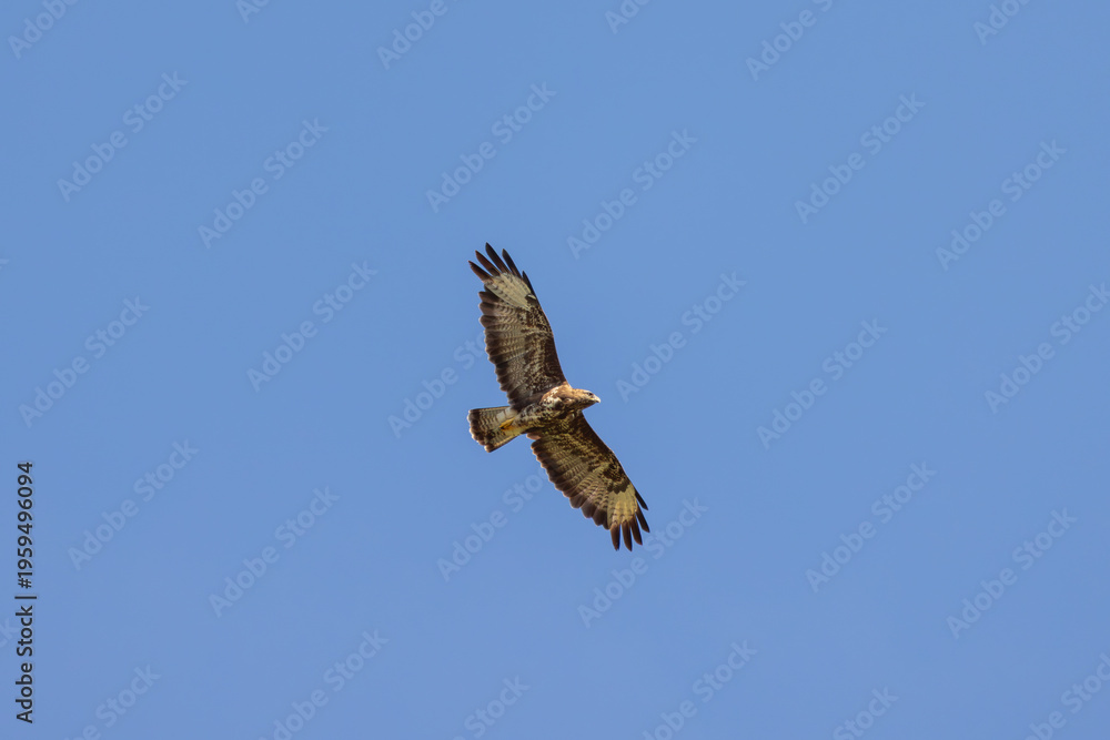 Fototapeta premium Common Buzzard Soaring in Clear Sky