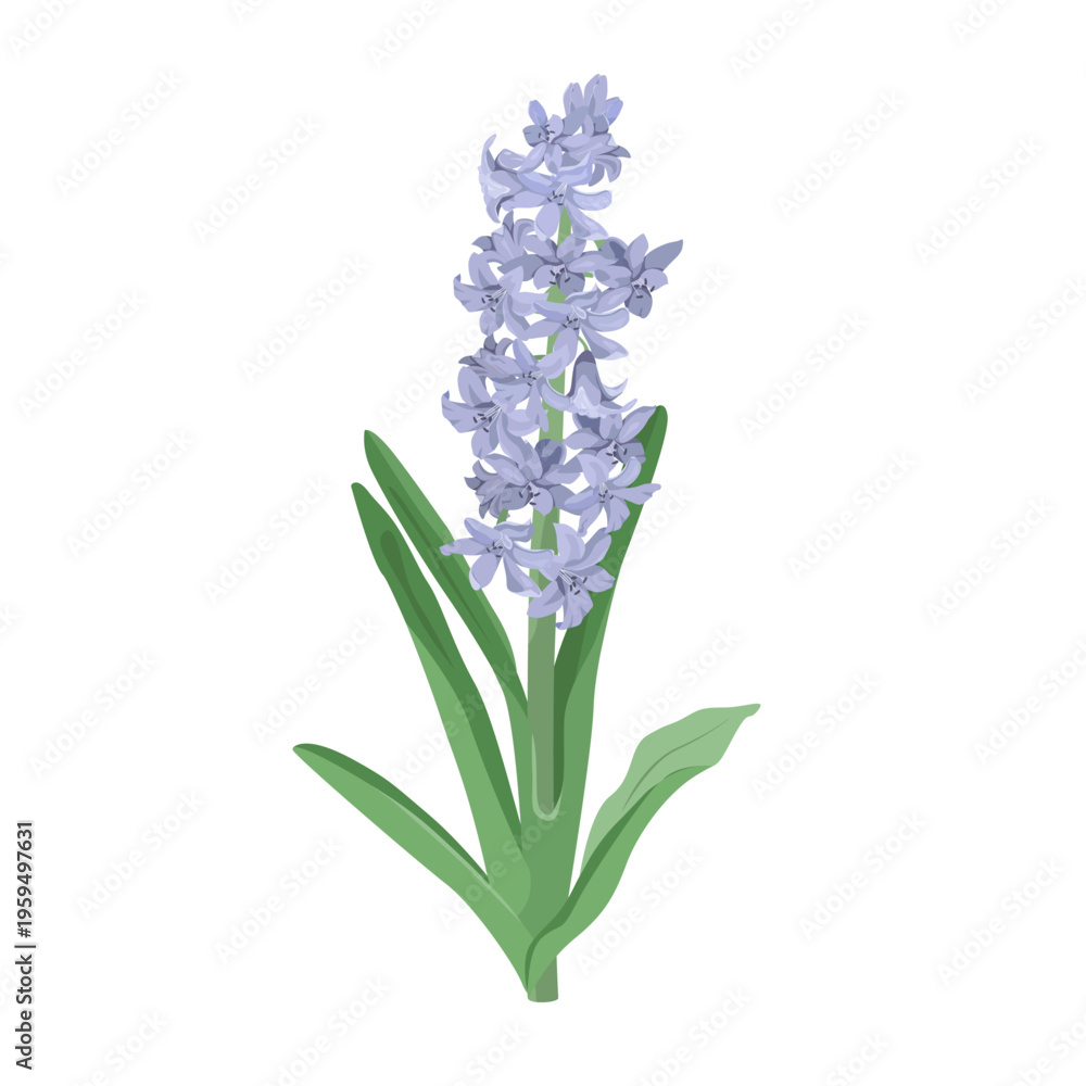Obraz premium Beautiful hyacinth flower on isolated background. Design element for wedding invitations, cards. Vintage Floral of Blooming hydrangea. Vector Illustration.
