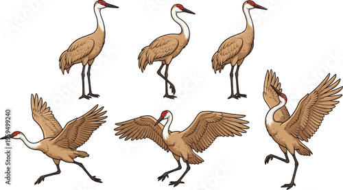 Cartoon vector illustration set of sandhill cranes in various poses including standing, walking, flying, and dancing