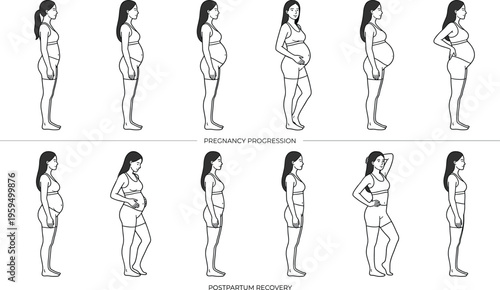 Pregnancy progression and postpartum recovery set, woman body stages from prenatal to fitness after birth,