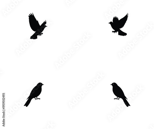 Four black bird silhouettes on flying and perched