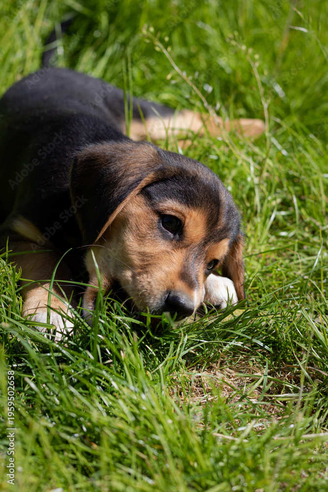 Fototapeta premium puppy on grass. dog in grass. dog lying in grass. beagle puppy in the grass. Puppy playing on green grass in summer garden garden