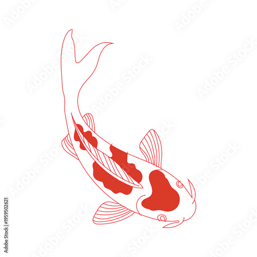 Red koi fish swimming with vibrant fins and scales