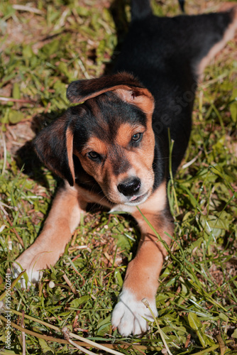 puppy on grass. dog in grass. dog lying in grass. beagle puppy in the grass. Puppy playing on green grass in summer garden garden