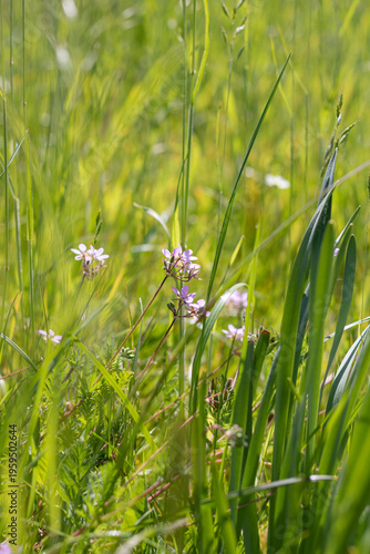 spring flowers in green grass. garden at sunset. green grass in the garden against the sun. atmosphere of the garden on a summer day
