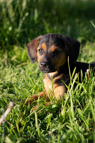 puppy on grass. dog in grass. dog lying in grass. beagle puppy in the grass. Puppy playing on green grass in summer garden garden