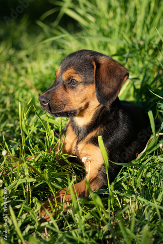 puppy on grass. dog in grass. dog lying in grass. beagle puppy in the grass. Puppy playing on green grass in summer garden garden
