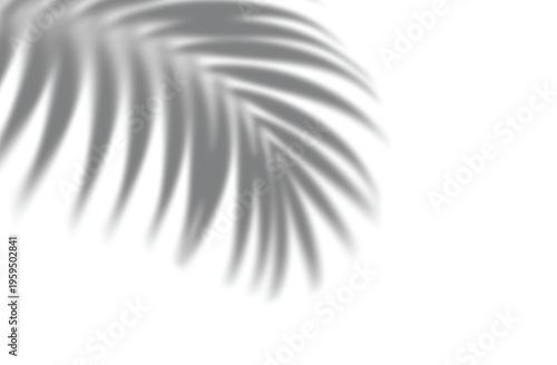 Realistic Soft shadow of a tropical palm leaf isolated on transparent background. Minimal botanical design element ideal for overlays, mockup, backgrounds, and summer themed compositions