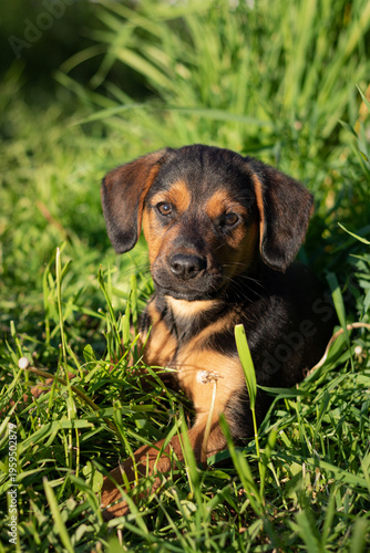 puppy on grass. dog in grass. dog lying in grass. beagle puppy in the grass. Puppy playing on green grass in summer garden garden