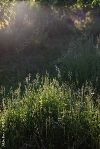 morning mist in the forest. spring in the forest. garden at sunset. green grass in the garden against the sun. atmosphere of the garden on a summer day