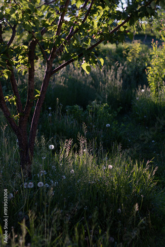 spring in the forest. garden at sunset. green grass in the garden against the sun. atmosphere of the garden on a summer day
